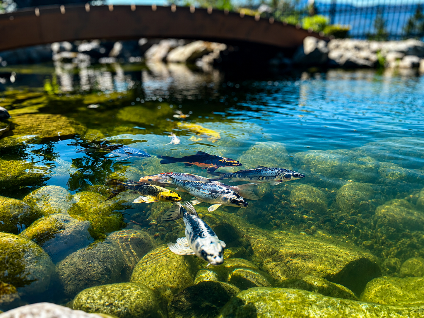 Fiberglass Pools project by Kalagan Outdoor Design