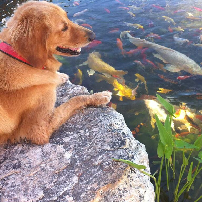 Dog-viewing-fish-in-pond_03