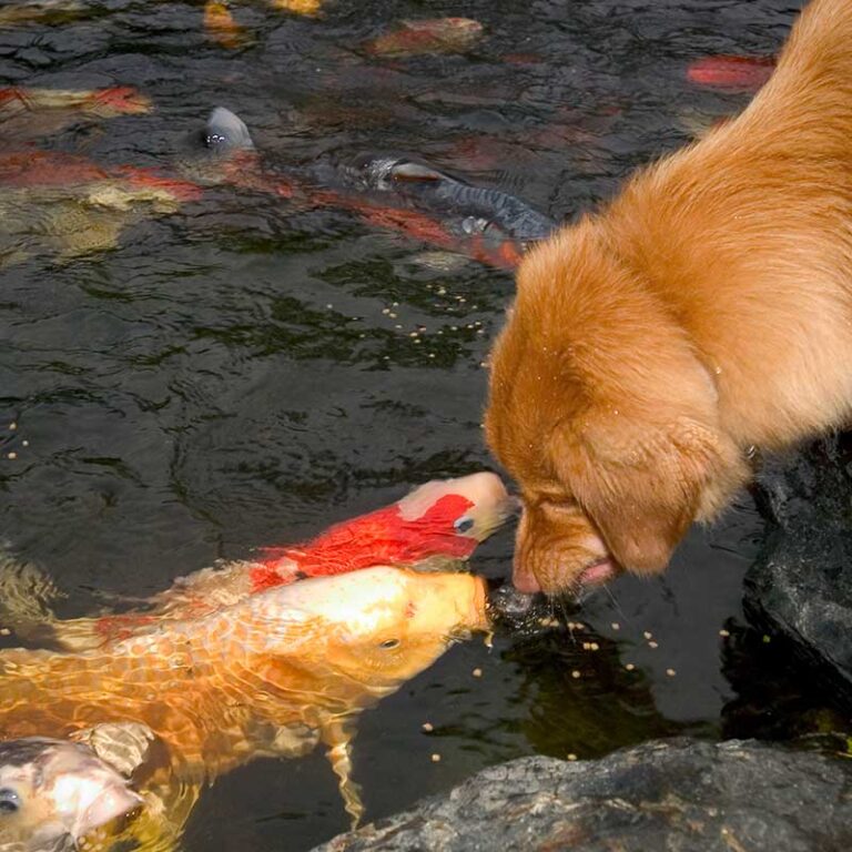 Golden-drinking-from-pond_02