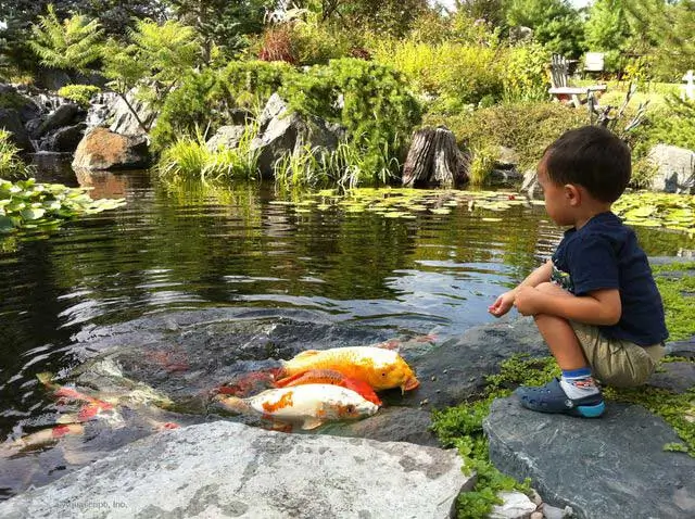 Kalagan pond with child feeding fish